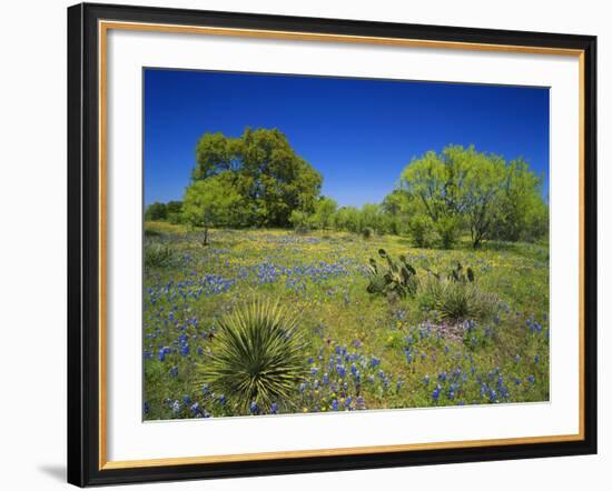 Oak and Mesquite Tree with Bluebonnets, Low Bladderpod, Texas Hill Country, Texas, USA-Adam Jones-Framed Photographic Print