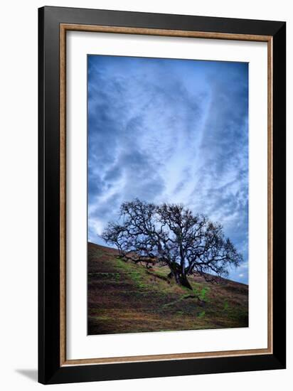 Oak and Sky, Morning Hills of Petaluma, Northern California Trees-Vincent James-Framed Photographic Print