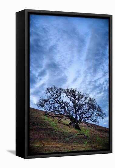 Oak and Sky, Morning Hills of Petaluma, Northern California Trees-Vincent James-Framed Premier Image Canvas