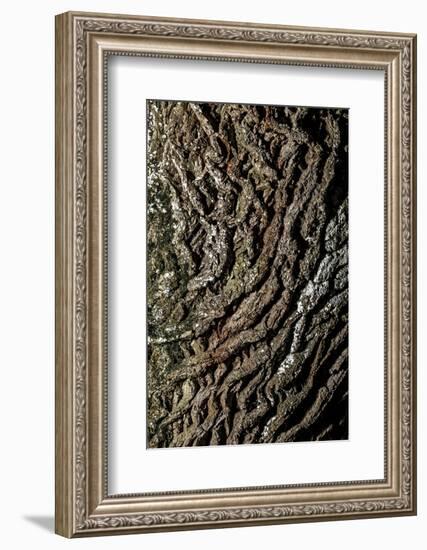 oak bark-By-Framed Photographic Print