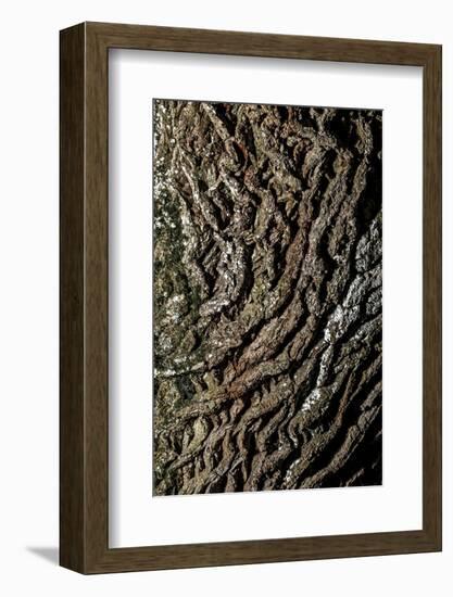 oak bark-By-Framed Photographic Print