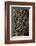 oak bark-By-Framed Photographic Print