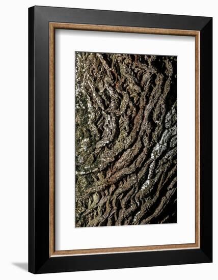 oak bark-By-Framed Photographic Print