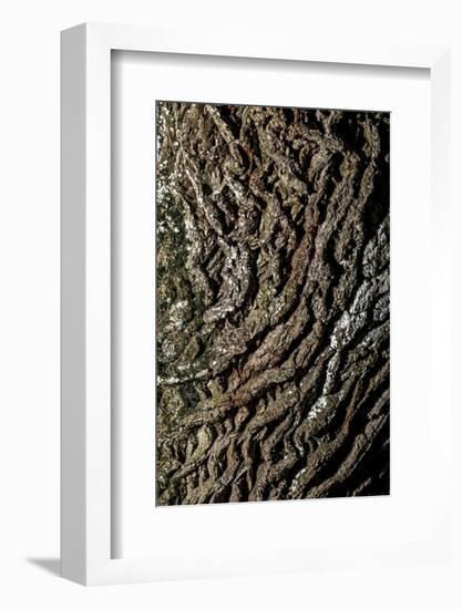 oak bark-By-Framed Photographic Print