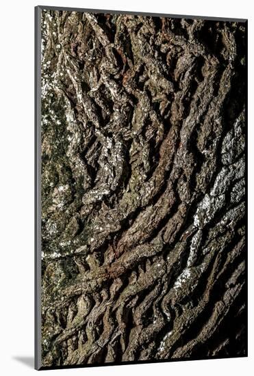 oak bark-By-Mounted Photographic Print