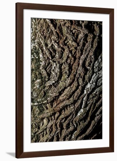 oak bark-By-Framed Photographic Print