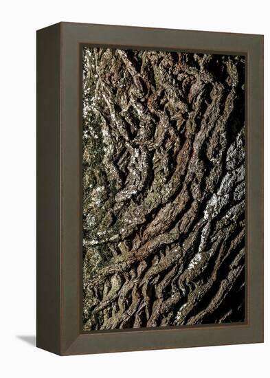 oak bark-By-Framed Premier Image Canvas