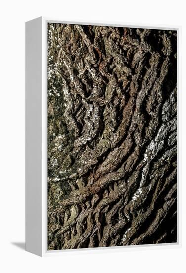 oak bark-By-Framed Premier Image Canvas