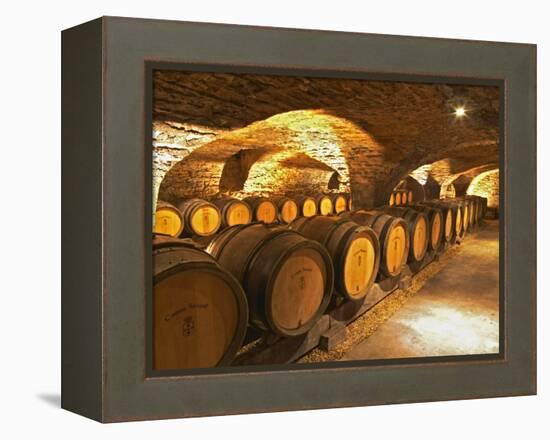 Oak Barrels in Cellar at Domaine Comte Senard, Aloxe-Corton, Bourgogne, France-Per Karlsson-Framed Premier Image Canvas