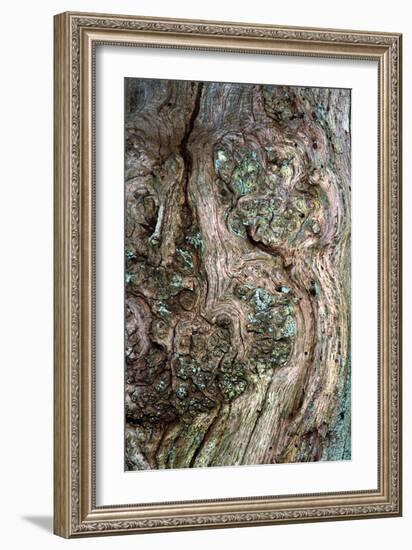 Oak Burr-Dr. Keith Wheeler-Framed Photographic Print