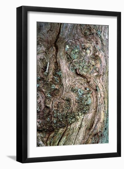 Oak Burr-Dr. Keith Wheeler-Framed Photographic Print