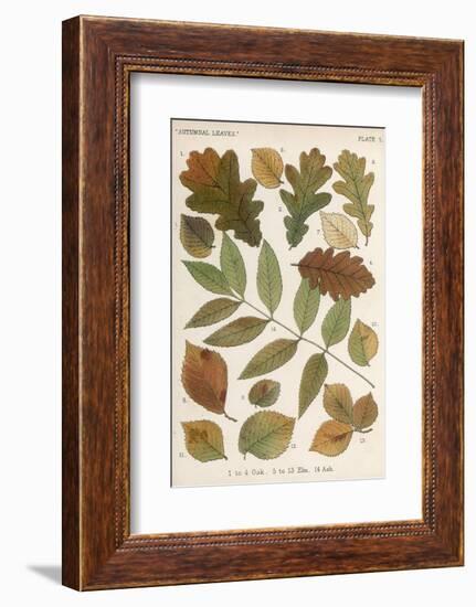 Oak, Elm and Ash Tree Leaves-null-Framed Photographic Print