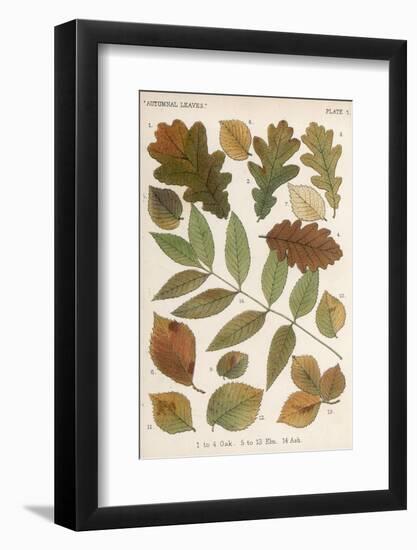 Oak, Elm and Ash Tree Leaves-null-Framed Photographic Print