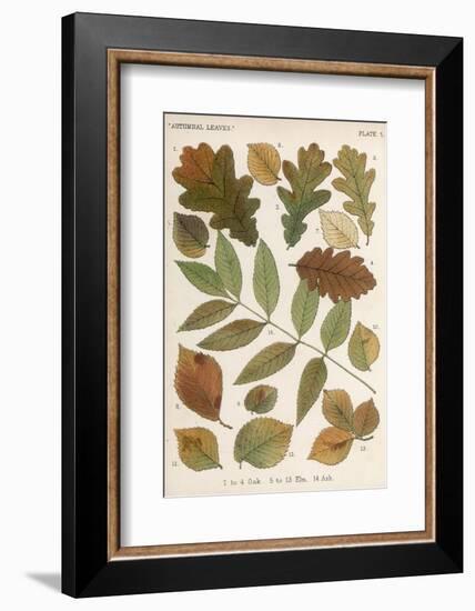 Oak, Elm and Ash Tree Leaves-null-Framed Photographic Print