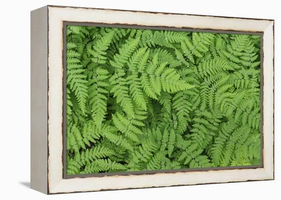 Oak Fern-Kathy Mahan-Framed Premier Image Canvas