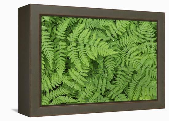 Oak Fern-Kathy Mahan-Framed Premier Image Canvas