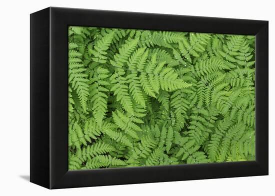 Oak Fern-Kathy Mahan-Framed Premier Image Canvas