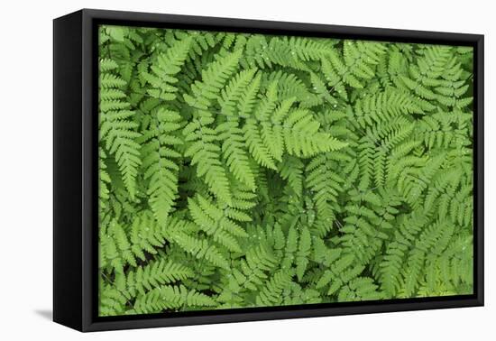 Oak Fern-Kathy Mahan-Framed Premier Image Canvas