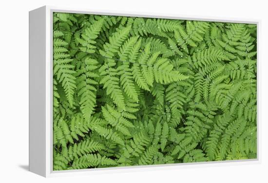 Oak Fern-Kathy Mahan-Framed Premier Image Canvas