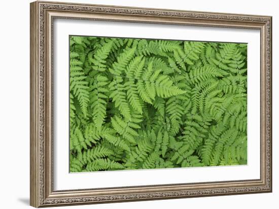 Oak Fern-Kathy Mahan-Framed Photographic Print