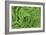 Oak Fern-Kathy Mahan-Framed Photographic Print