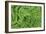 Oak Fern-Kathy Mahan-Framed Photographic Print