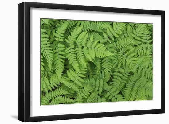 Oak Fern-Kathy Mahan-Framed Photographic Print