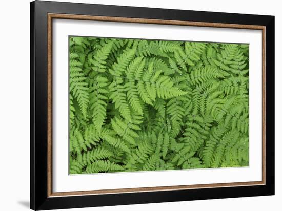 Oak Fern-Kathy Mahan-Framed Photographic Print