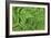 Oak Fern-Kathy Mahan-Framed Photographic Print