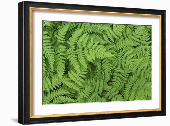 Oak Fern-Kathy Mahan-Framed Photographic Print