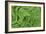 Oak Fern-Kathy Mahan-Framed Photographic Print