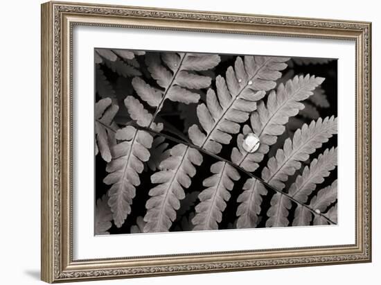 Oak Fern-Alan Majchrowicz-Framed Art Print