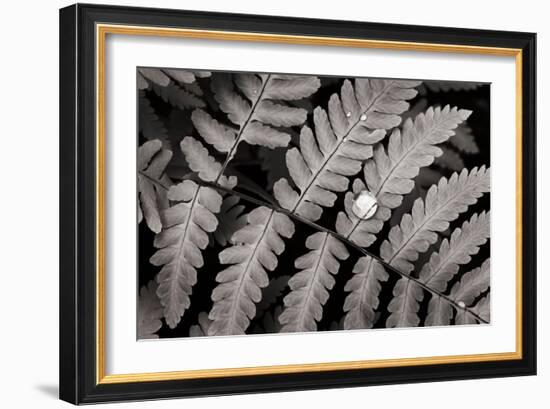 Oak Fern-Alan Majchrowicz-Framed Art Print