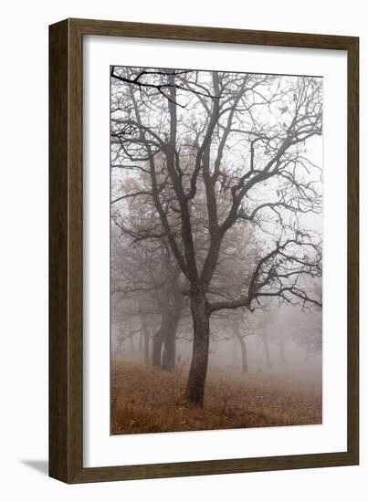 Oak forest in fog in autumn, Romania.-Martin Zwick-Framed Photographic Print