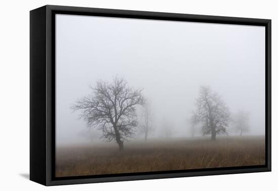 Oak forest in fog in autumn.-Martin Zwick-Framed Premier Image Canvas