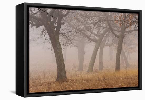 Oak forest in fog in autumn.-Martin Zwick-Framed Premier Image Canvas