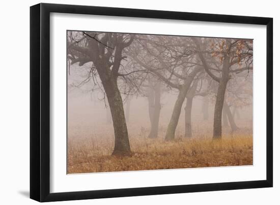 Oak forest in fog in autumn.-Martin Zwick-Framed Photographic Print