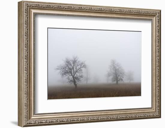 Oak forest in fog in autumn.-Martin Zwick-Framed Photographic Print