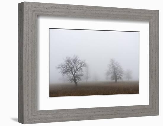 Oak forest in fog in autumn.-Martin Zwick-Framed Photographic Print