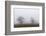 Oak forest in fog in autumn.-Martin Zwick-Framed Photographic Print