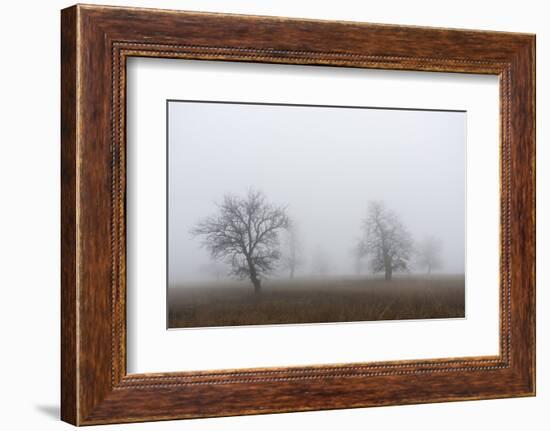 Oak forest in fog in autumn.-Martin Zwick-Framed Photographic Print