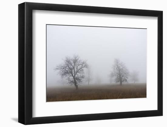 Oak forest in fog in autumn.-Martin Zwick-Framed Photographic Print