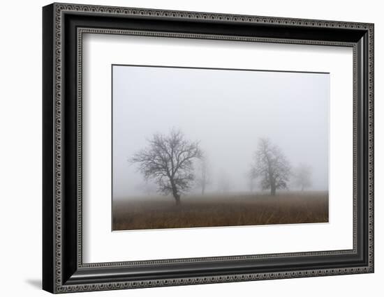 Oak forest in fog in autumn.-Martin Zwick-Framed Photographic Print
