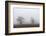 Oak forest in fog in autumn.-Martin Zwick-Framed Photographic Print