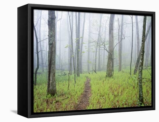 Oak Forest in Fog-James Randklev-Framed Premier Image Canvas