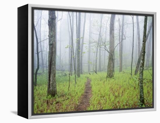 Oak Forest in Fog-James Randklev-Framed Premier Image Canvas