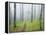 Oak Forest in Fog-James Randklev-Framed Premier Image Canvas