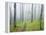 Oak Forest in Fog-James Randklev-Framed Premier Image Canvas