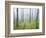 Oak Forest in Fog-James Randklev-Framed Photographic Print