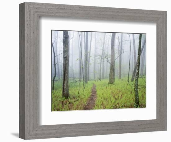 Oak Forest in Fog-James Randklev-Framed Photographic Print